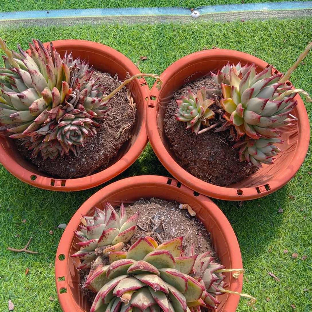 乌木群，满18包邮