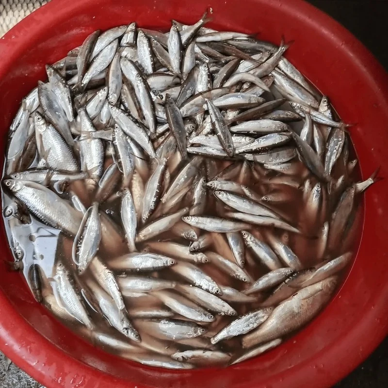 鄱阳生态鱼（杂鱼）【顺丰包邮】