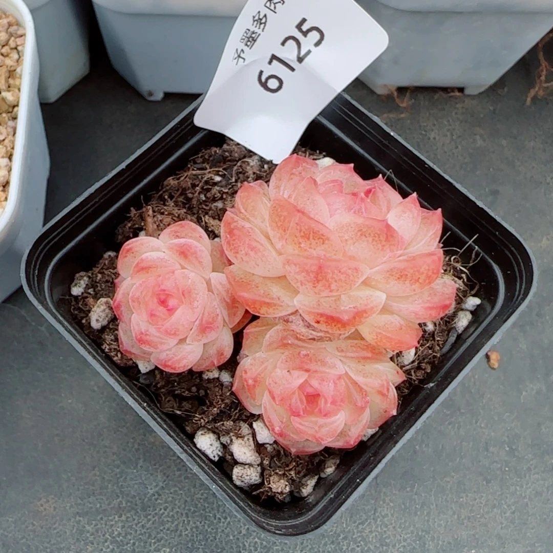 无尽灯，6125多肉植物