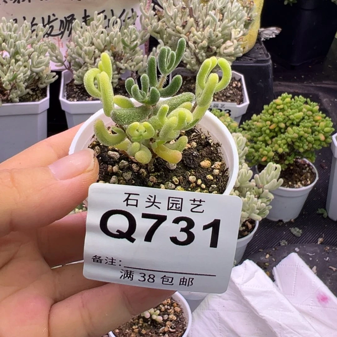 多肉植物枝干阴阳钻石黄锦
