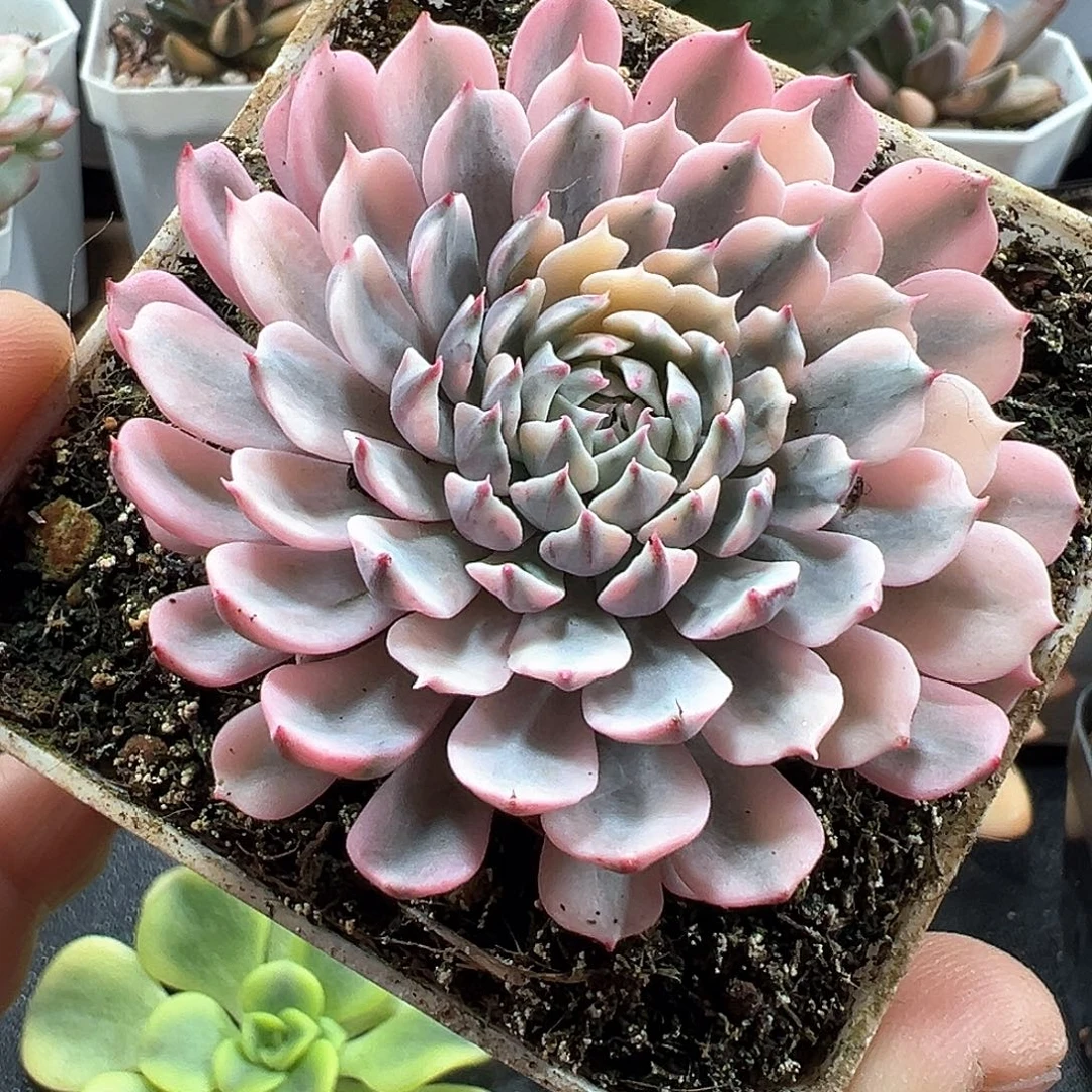 纸风车锦 小方花圃一物一拍