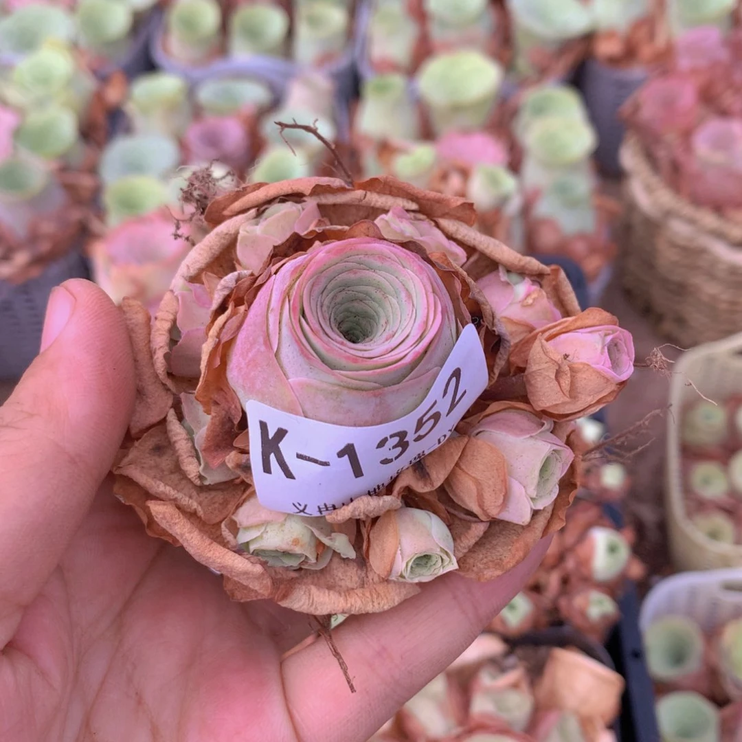 1352会掉侧芽不售后