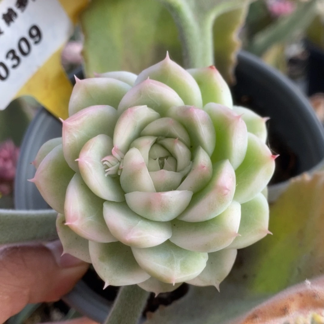 309白瓷麦杆锦锦锦锦锦锦