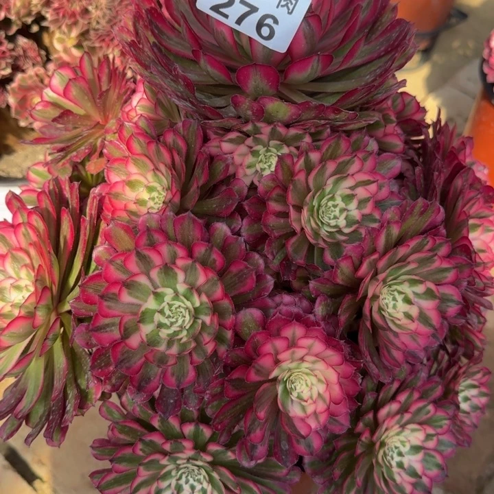 Z*Q红铜超白锦福利276肉肉