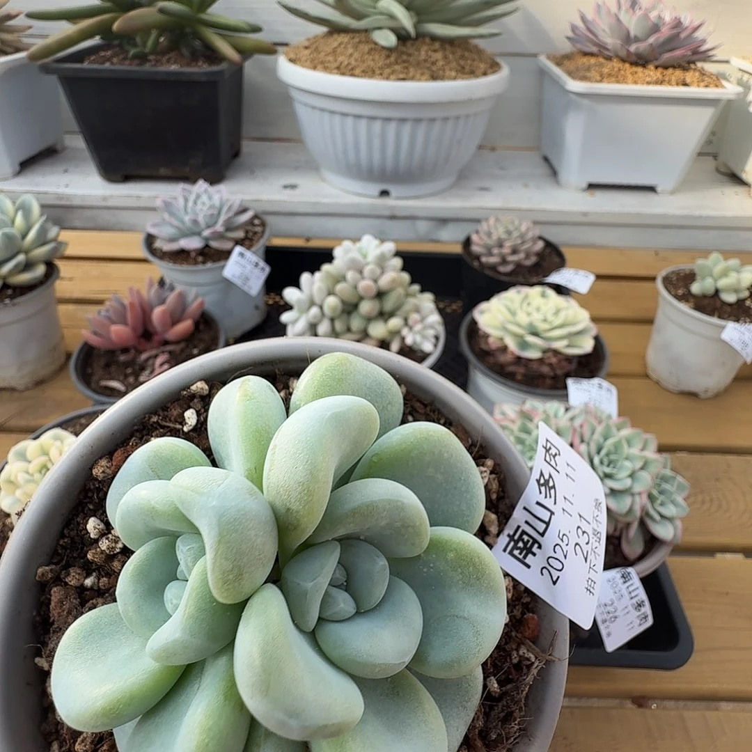 双头玉麒麟1111111-231