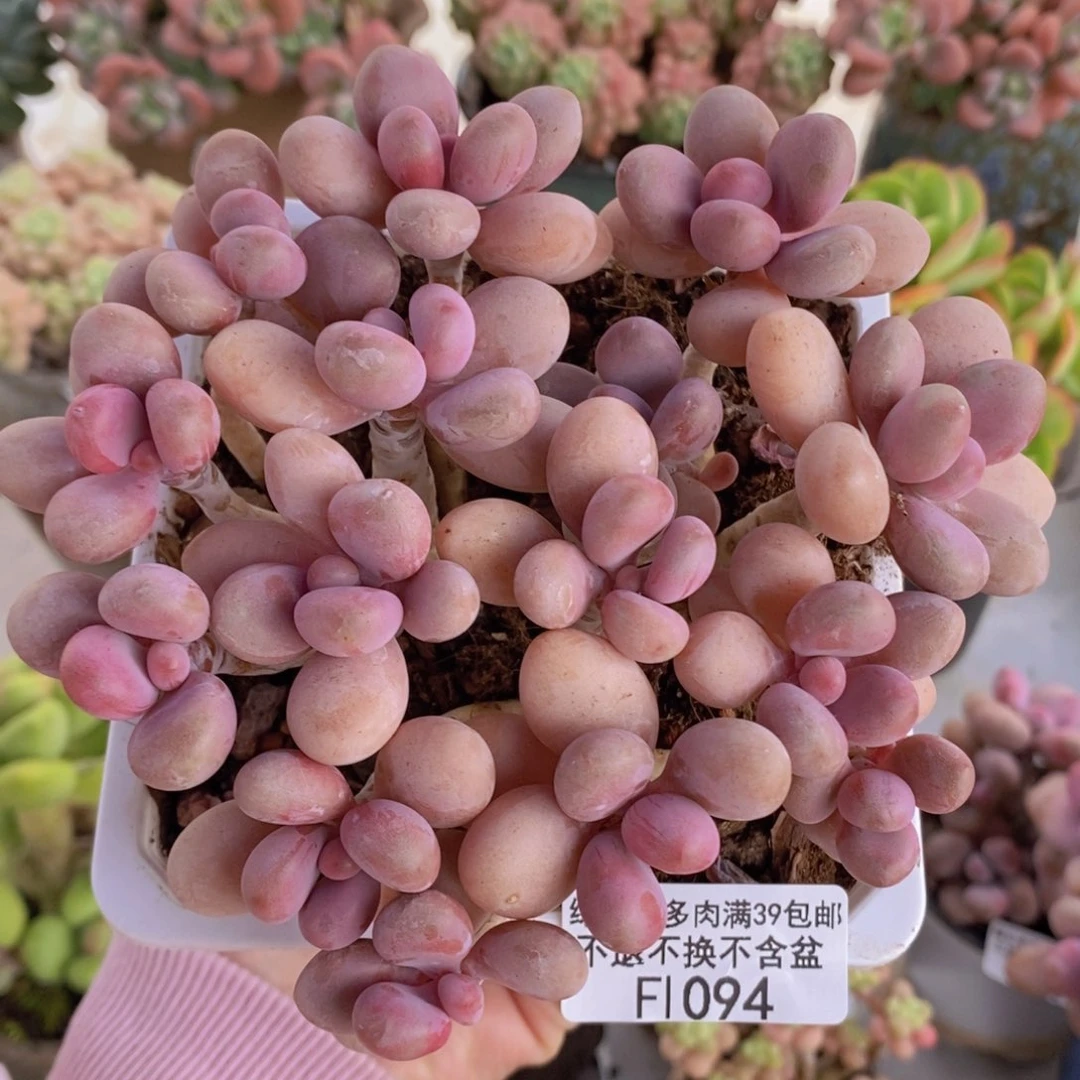 糖果桃蛋老桩12cm1094多肉植物