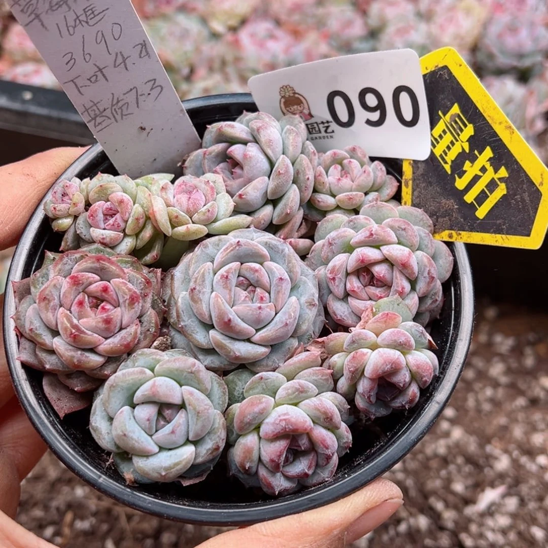 多肉植物多肉植物
