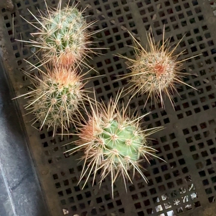 342司虾歪3公分左右无根侧牙，20包邮