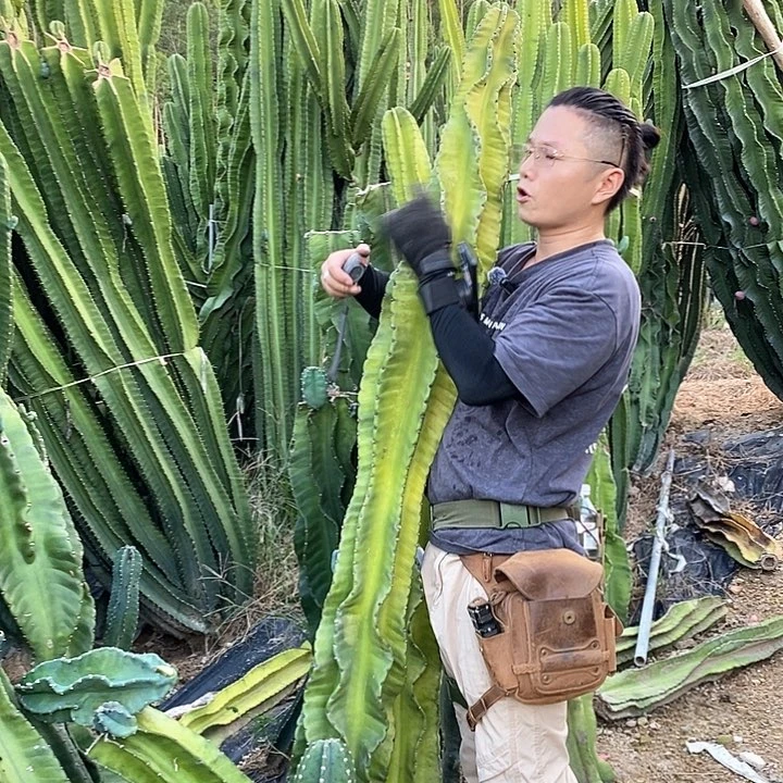 5号秘鲁苹果1.9米有根