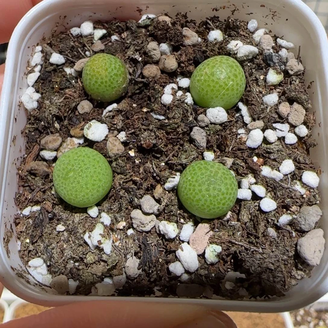 肉锥多肉植物百科-玉米一盆1671