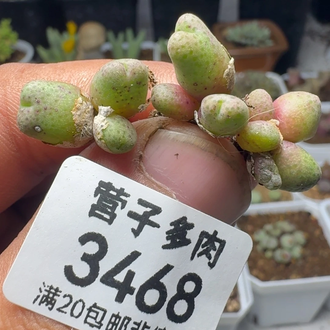 斑马955。      3颗。
