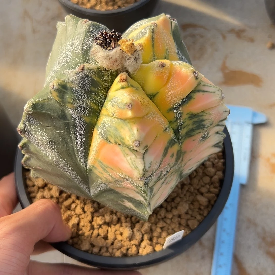 完全开放龟甲鸾锦