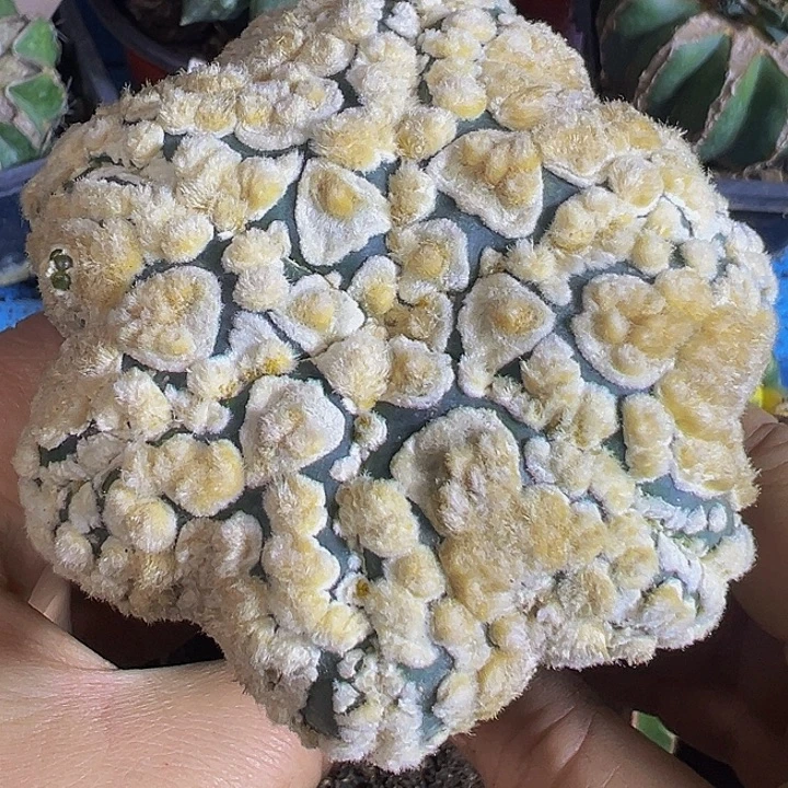 海星花园兜183仙人球