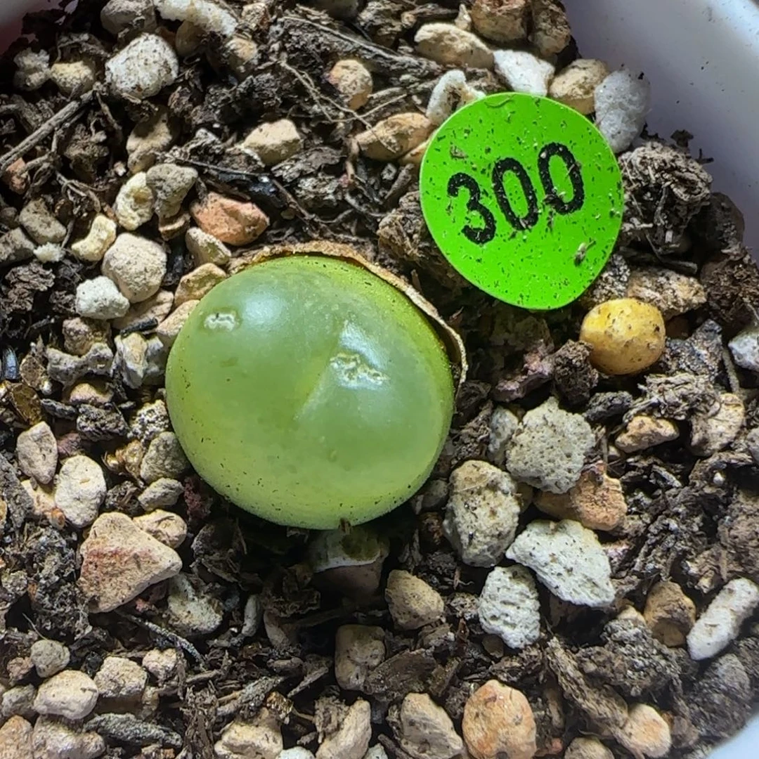 拉登1.2多肉植物300