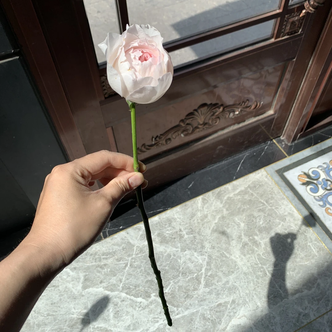超仙草莓奶昔玫瑰 3 支