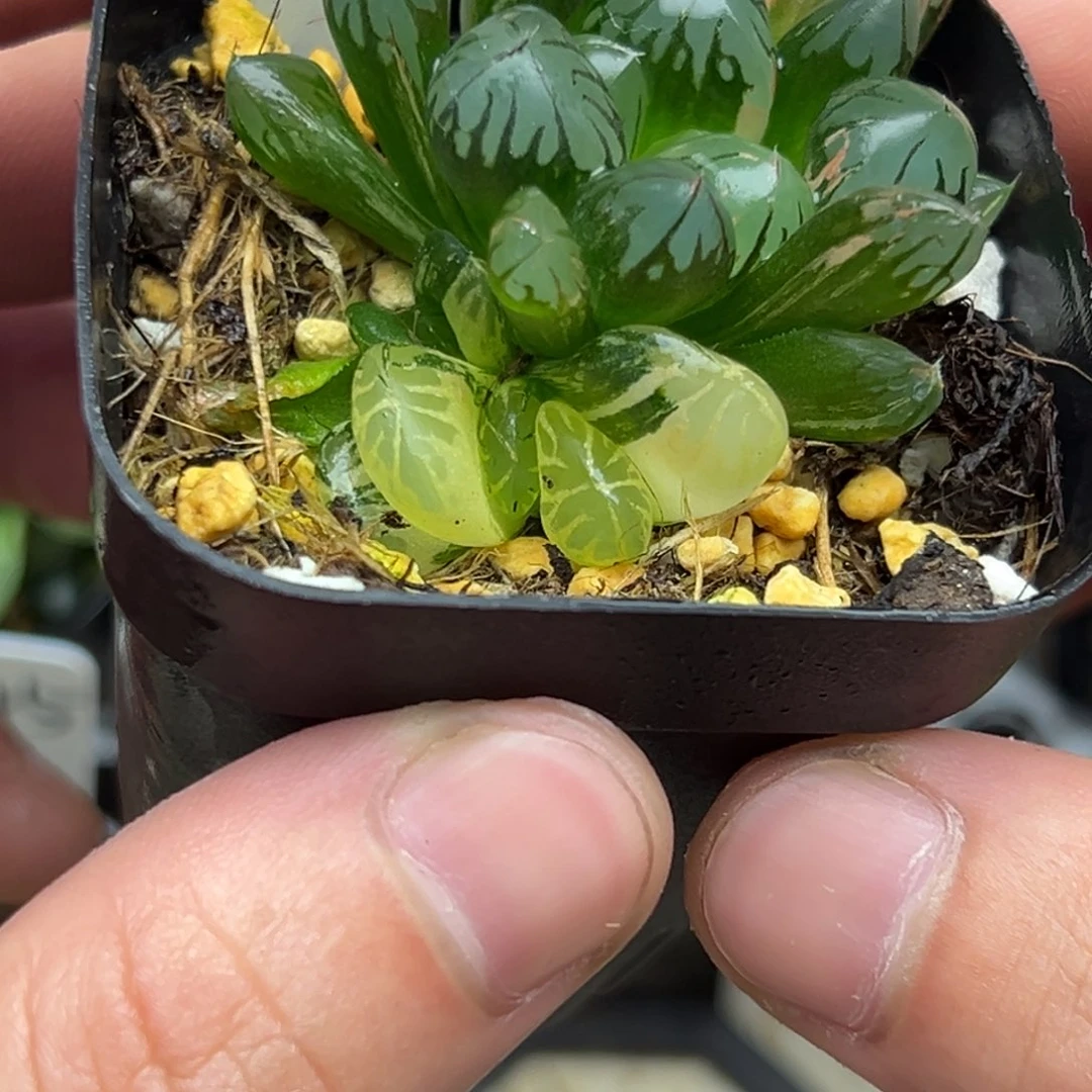 49红太阳玉露锦一物一拍