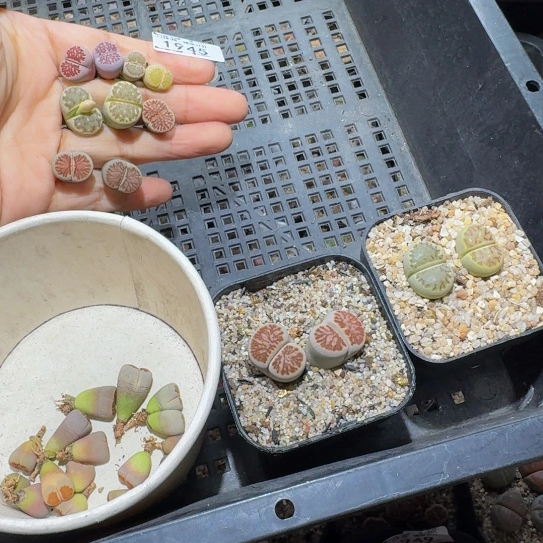 胖***胖Ssss精品生石花1945