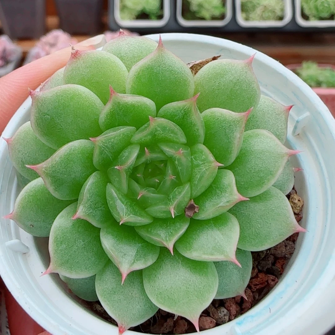 一***过花语逸镜0924-84糖心珍妮海王