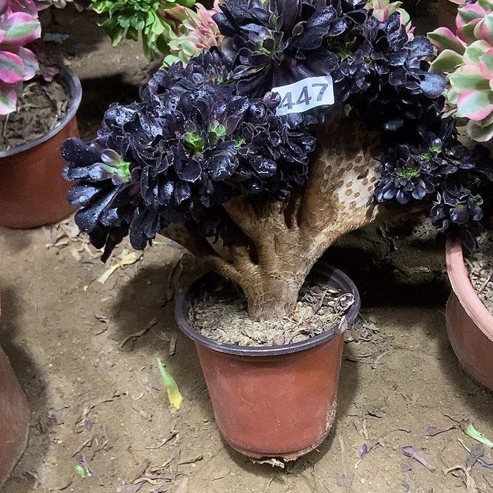 沐*447欧紫缀化老板子