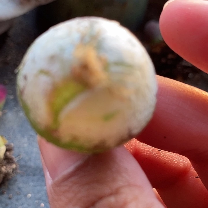 16503大灯母本一颗有伤