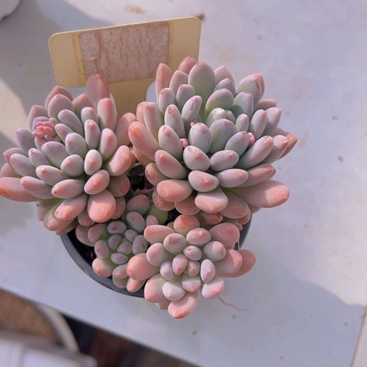 健健康康平平安安