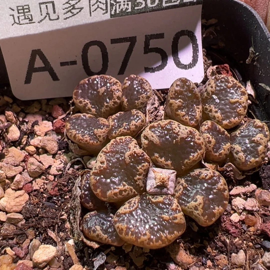 多肉植物11111111111