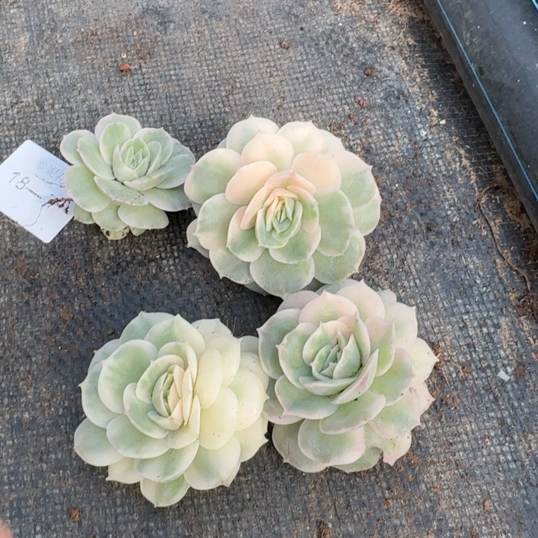 四颗昂斯诺锦量拍18-7