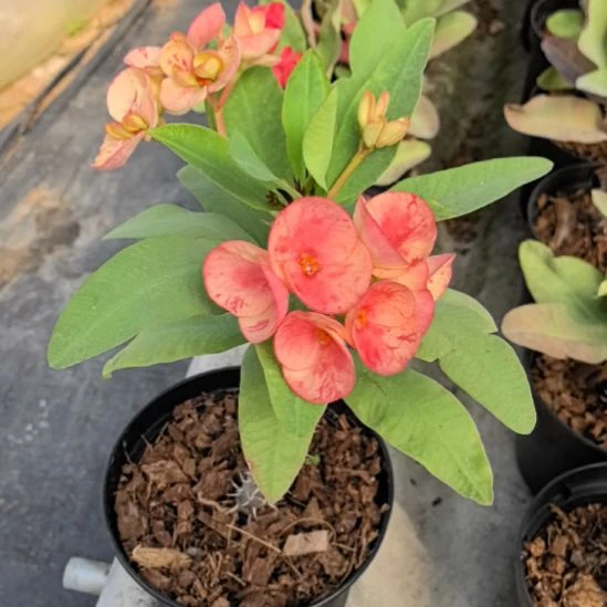 有***阳完全开放暹罗钻石直播间一物一拍