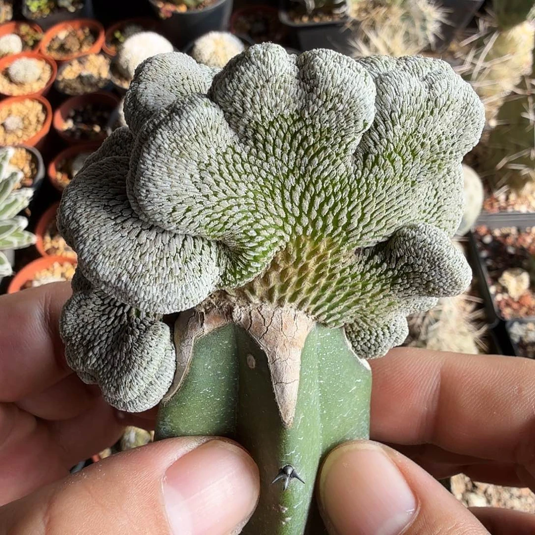 精巧丸缀化多肉植物