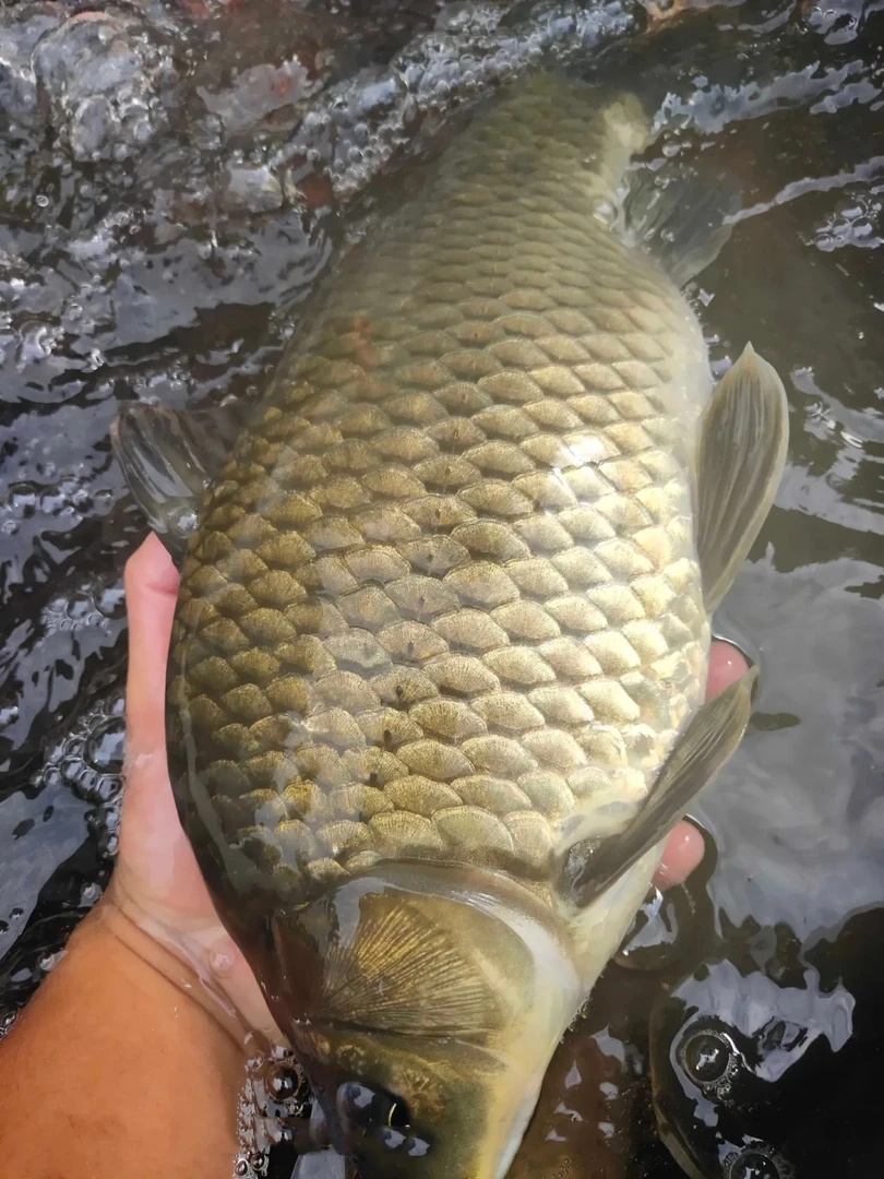 正宗五倍体湘云鲫鱼苗 工程鲫 黄金鲫 长速快 好养殖活体包邮包活