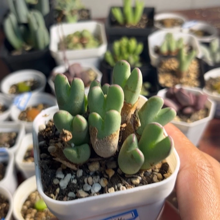 344 少将群多肉植物