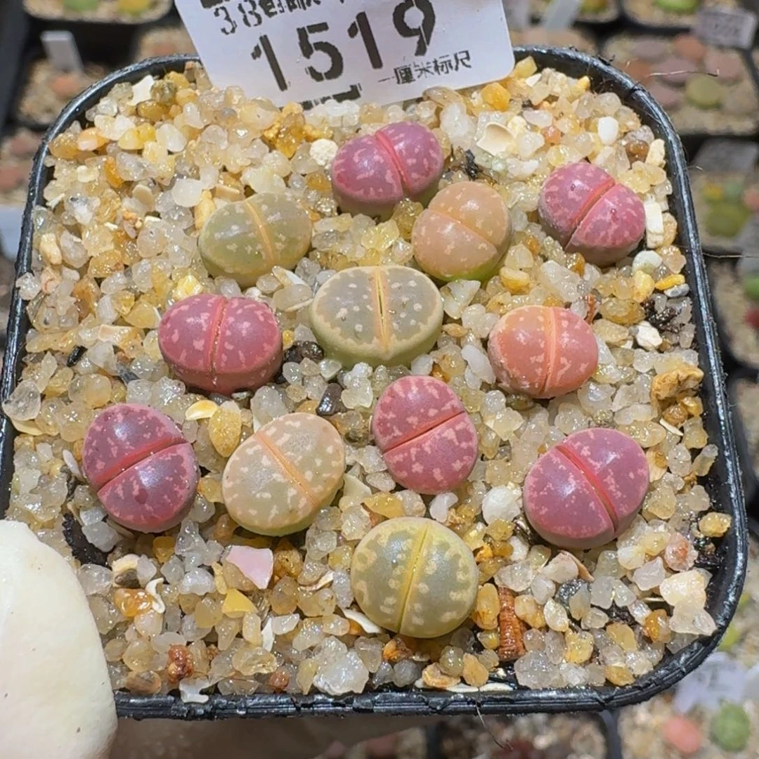 Ssss精品生石花1519