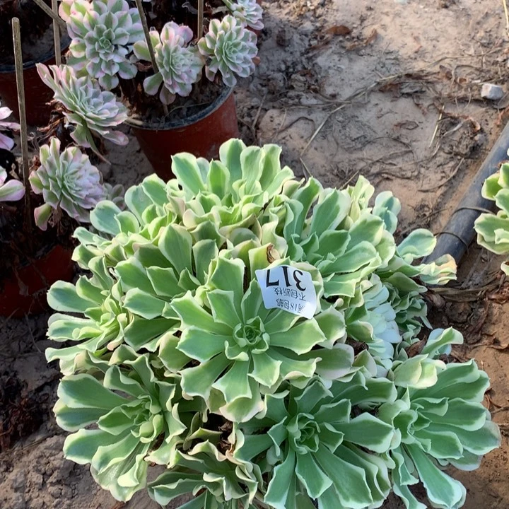 327雨花石大绣球东棚