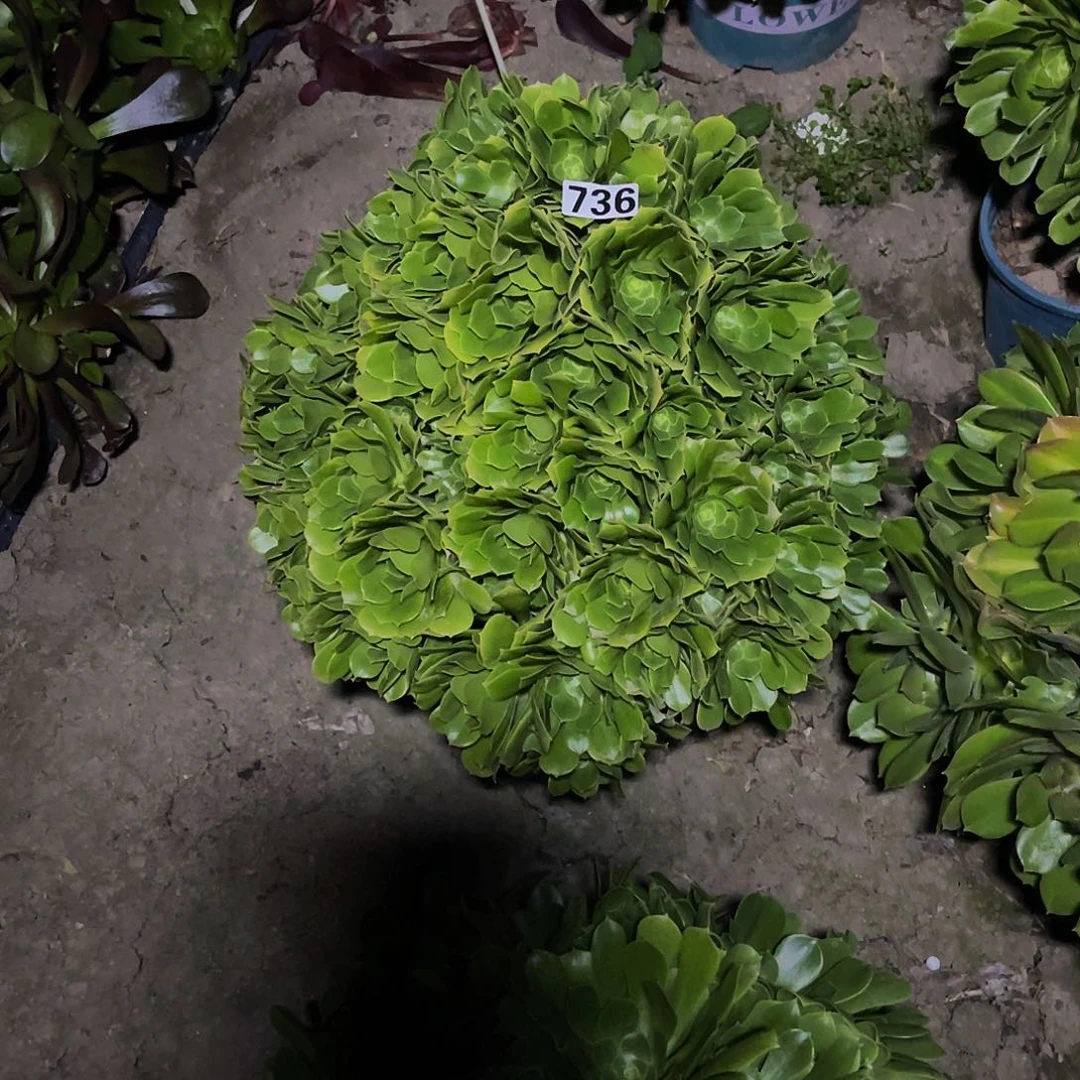 法师法师13–20包邮法师