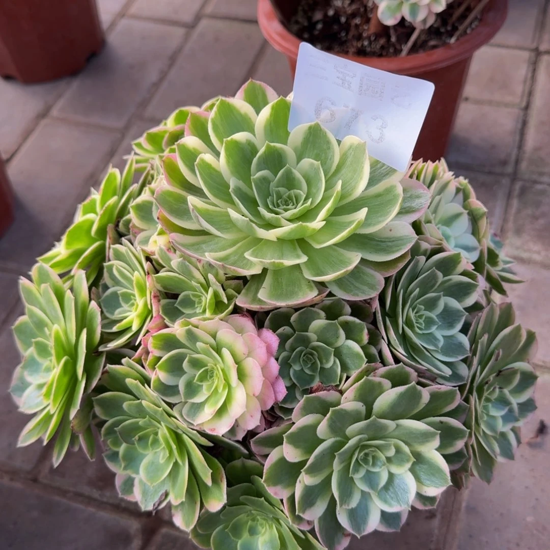 多肉植物673海鲜法师