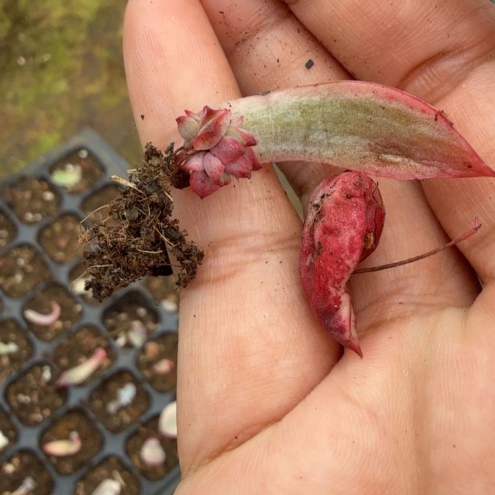 一组的推进到如今