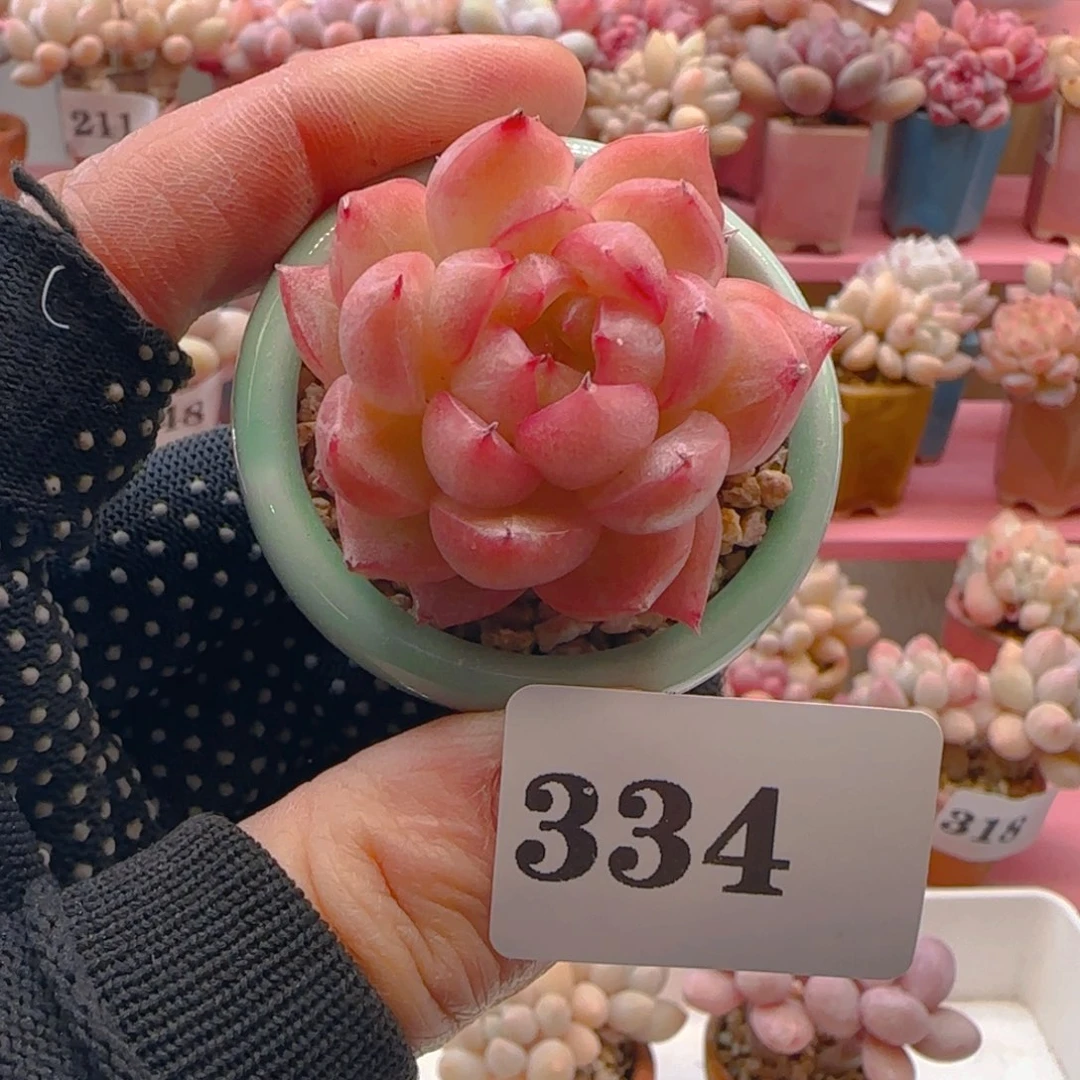 包子麦秆334 ，带盆土发货，满38包邮非偏远。