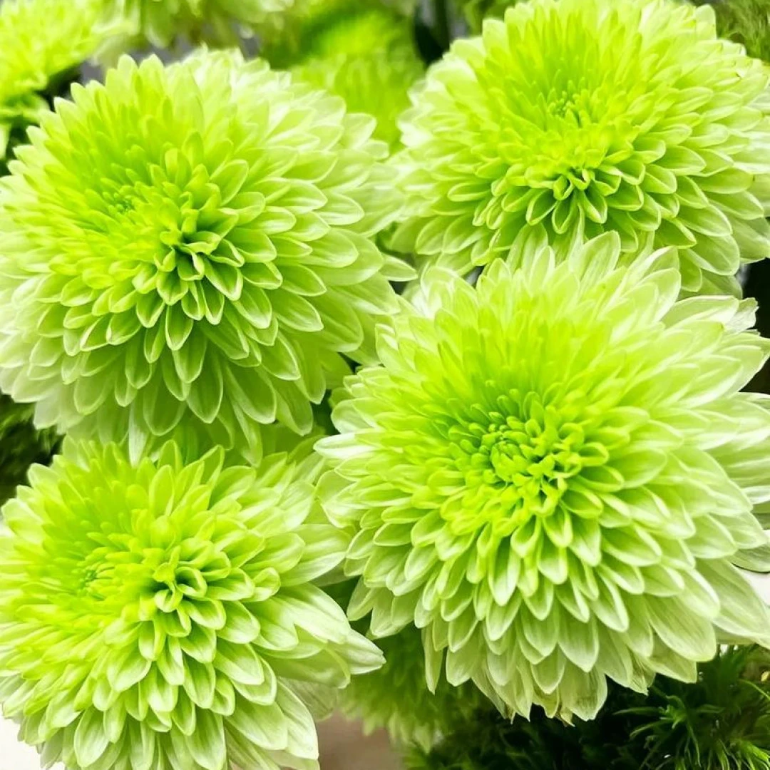 布鲁诺绿小菊（包邮） 不做隔夜花 东北鲜花现采现发