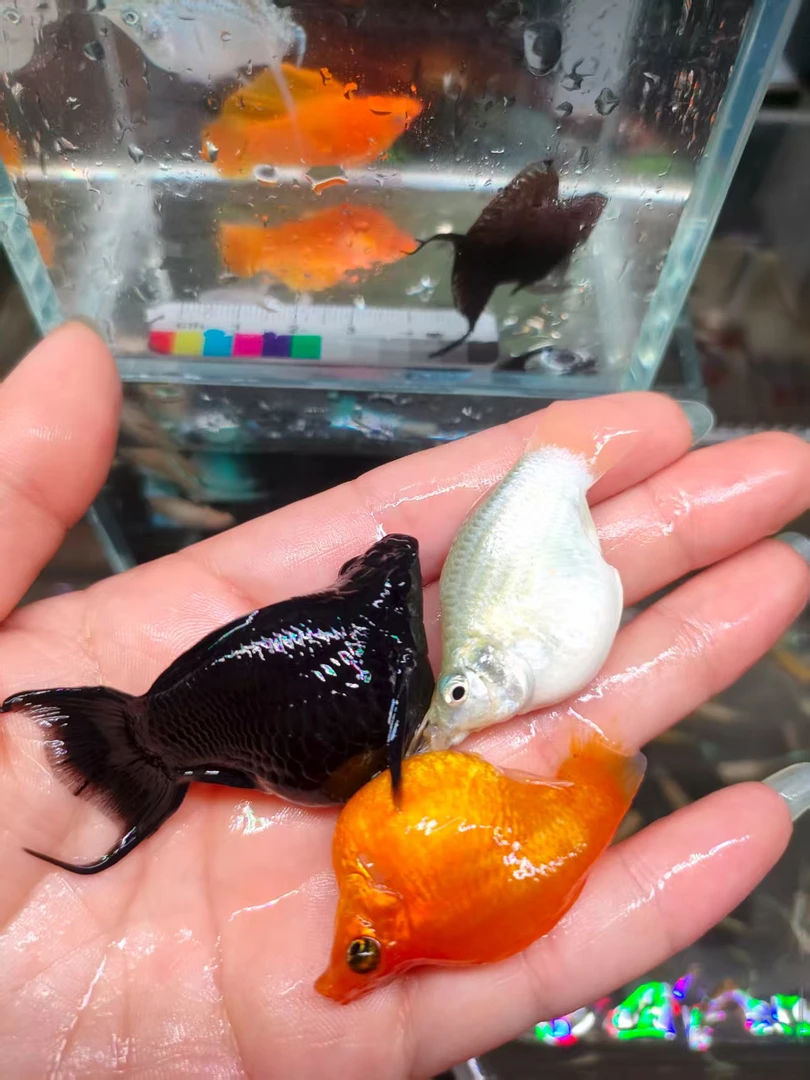 精品【玛丽球】小型观赏鱼 超大号活体淡水好养易繁殖 包邮包损