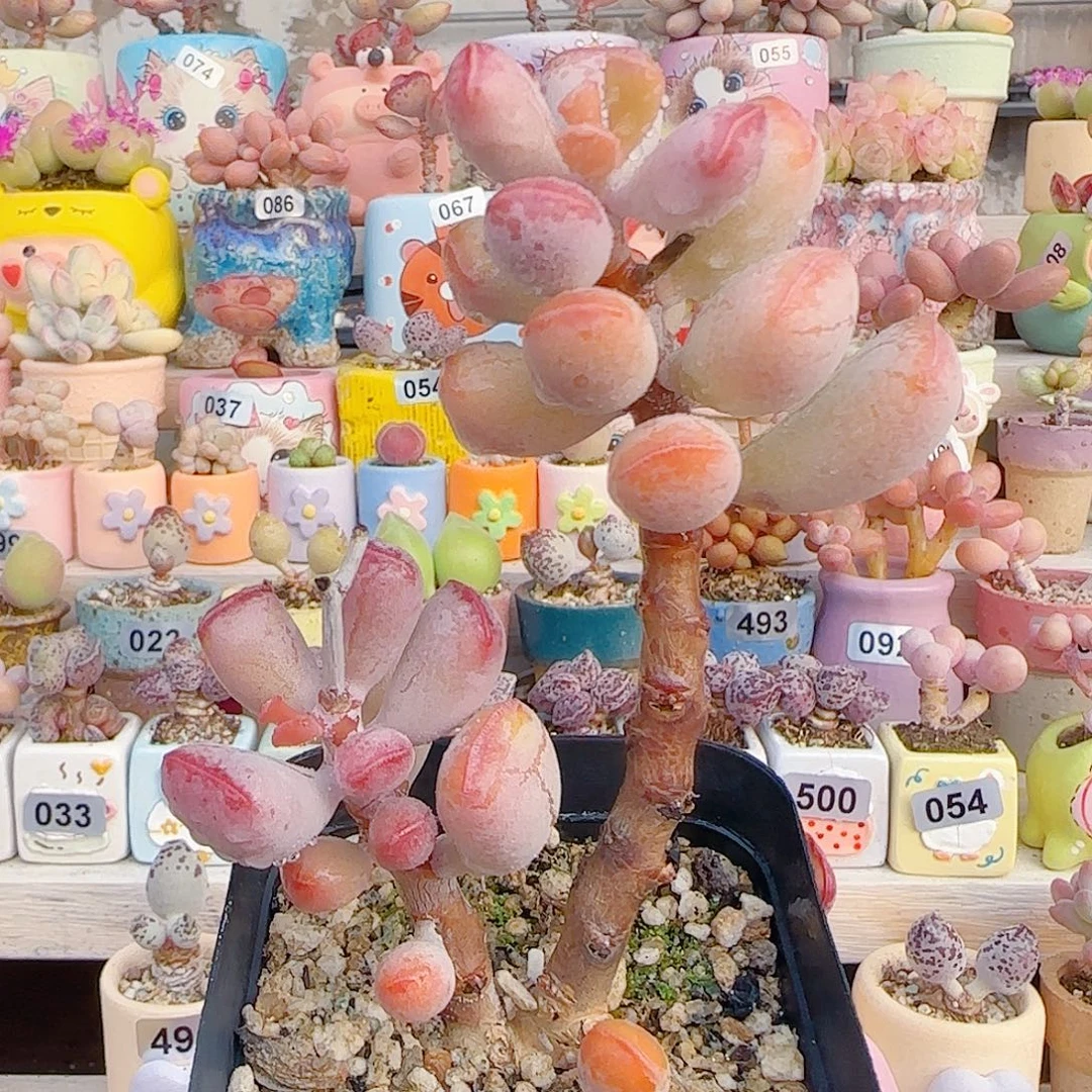 L 老桩福饼 盆口6cm