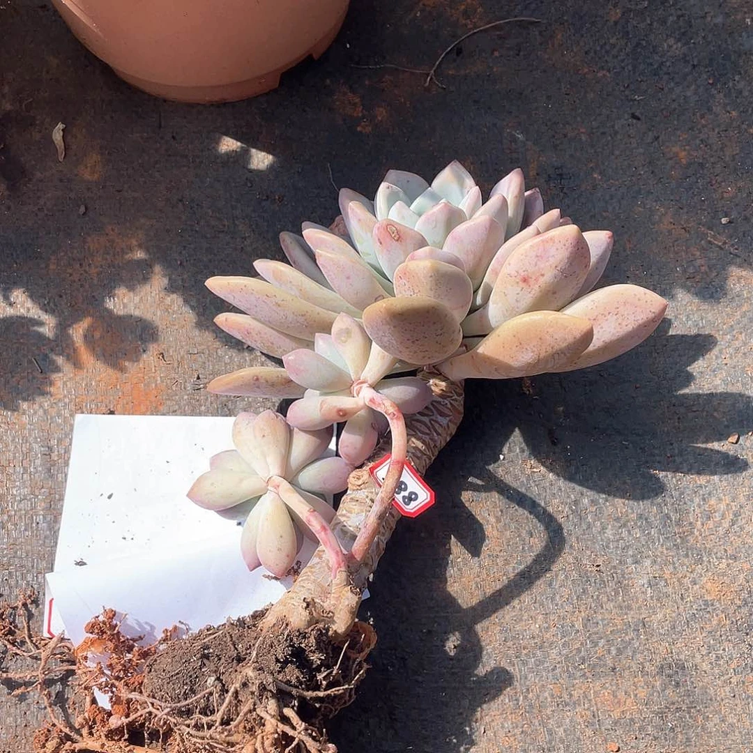 388奥普 一物一拍多肉