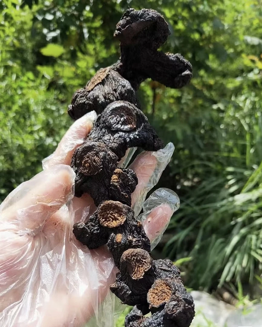 九蒸九晒：干净无沙 可搭配熟地9