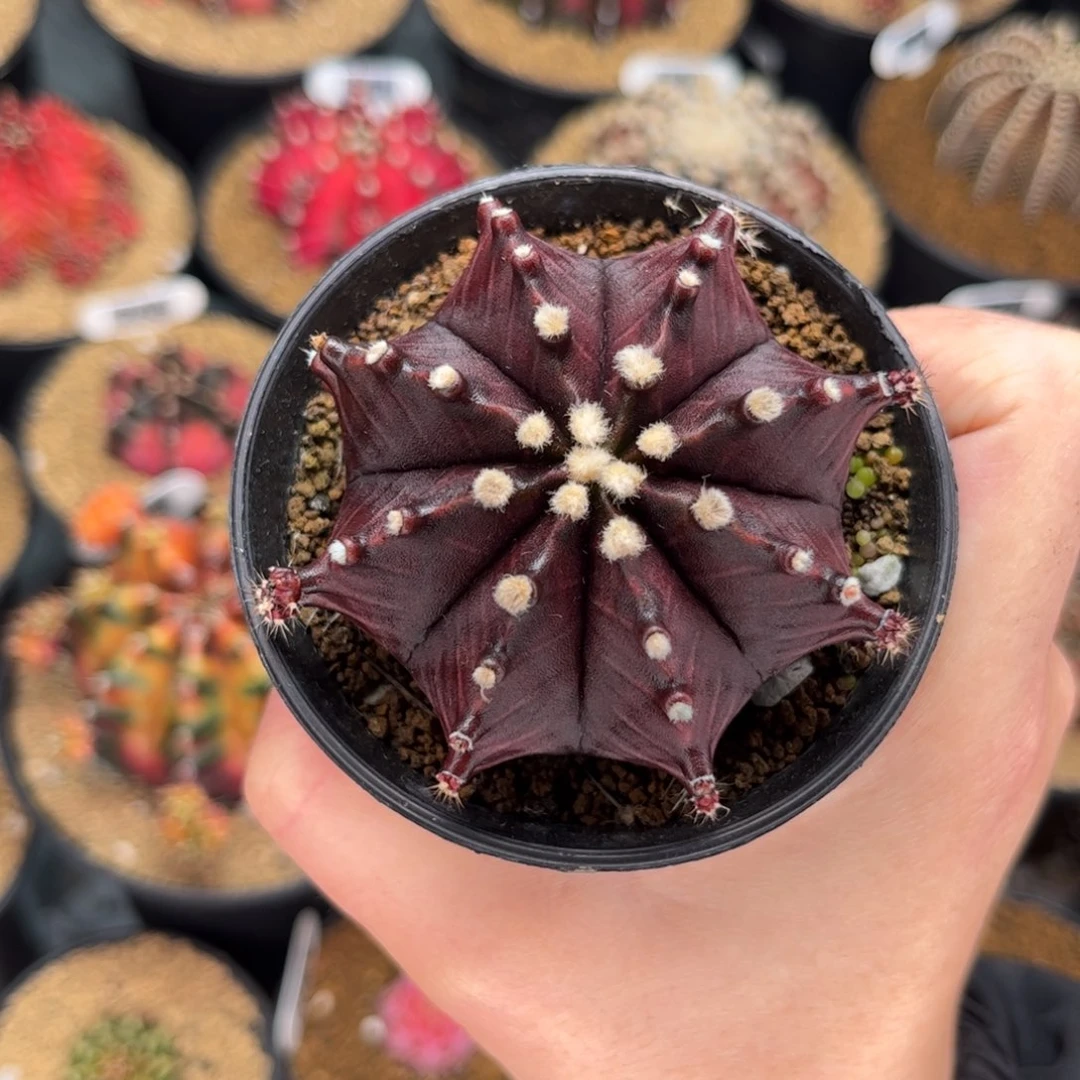 黑寡妇实生 米哈仙人球