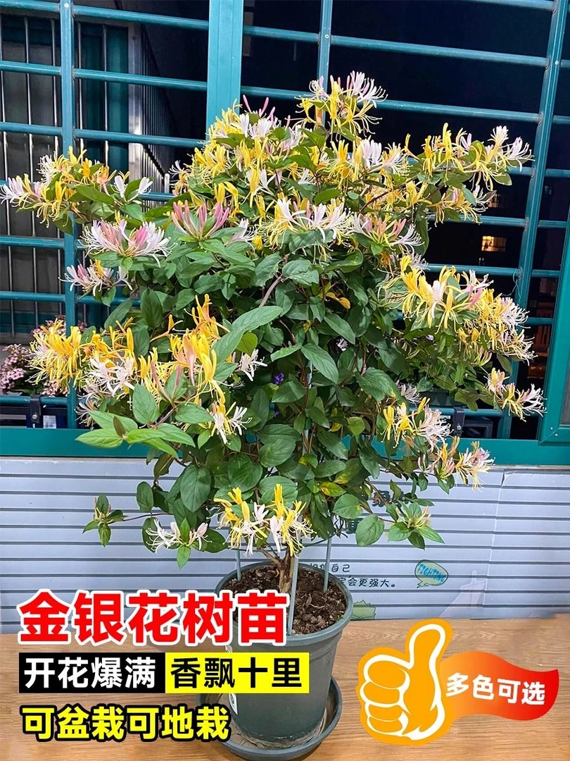 四季多彩金银花正品盆栽树名贵花庭院室内外阳台客厅耐寒花卉