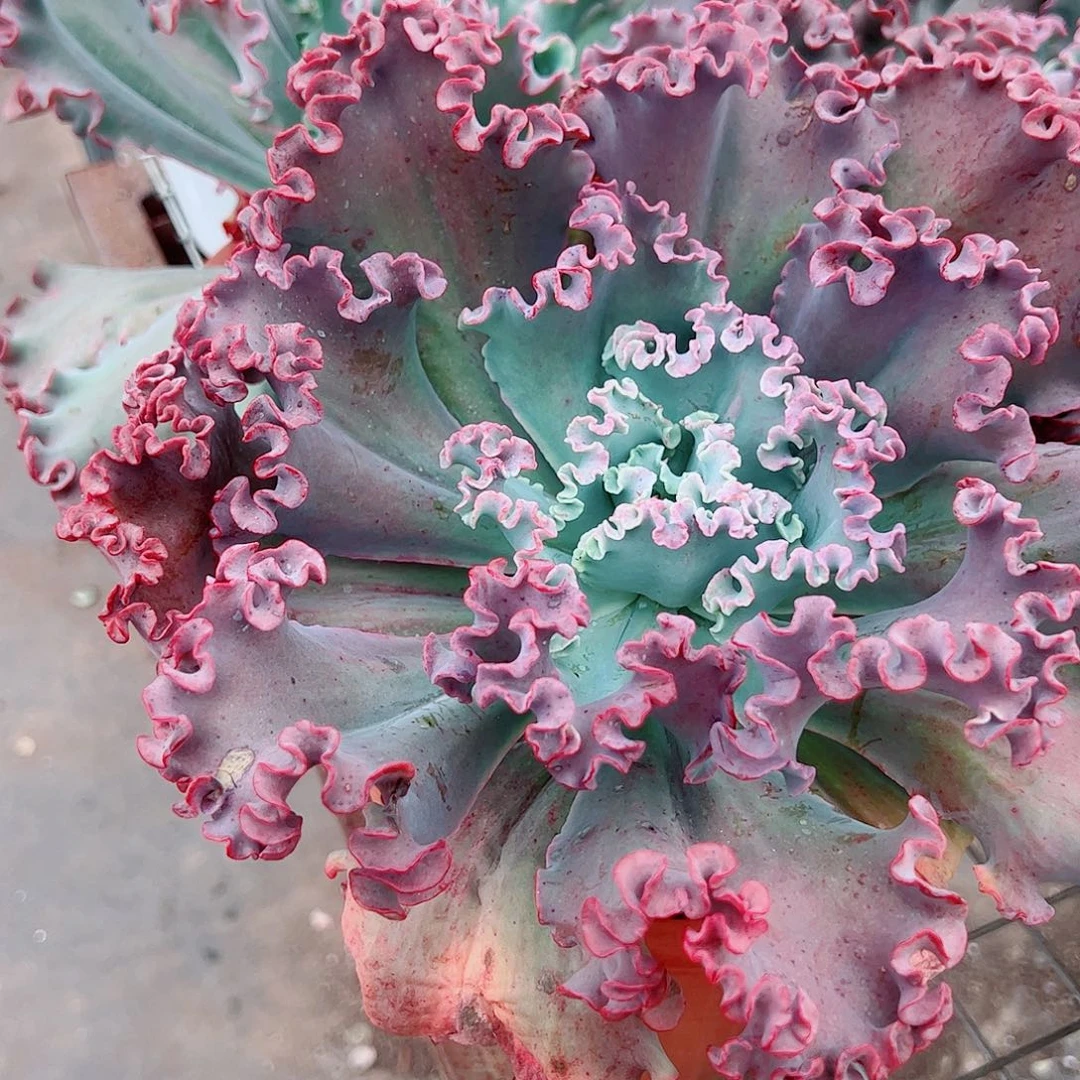 女王花笠大单头精品