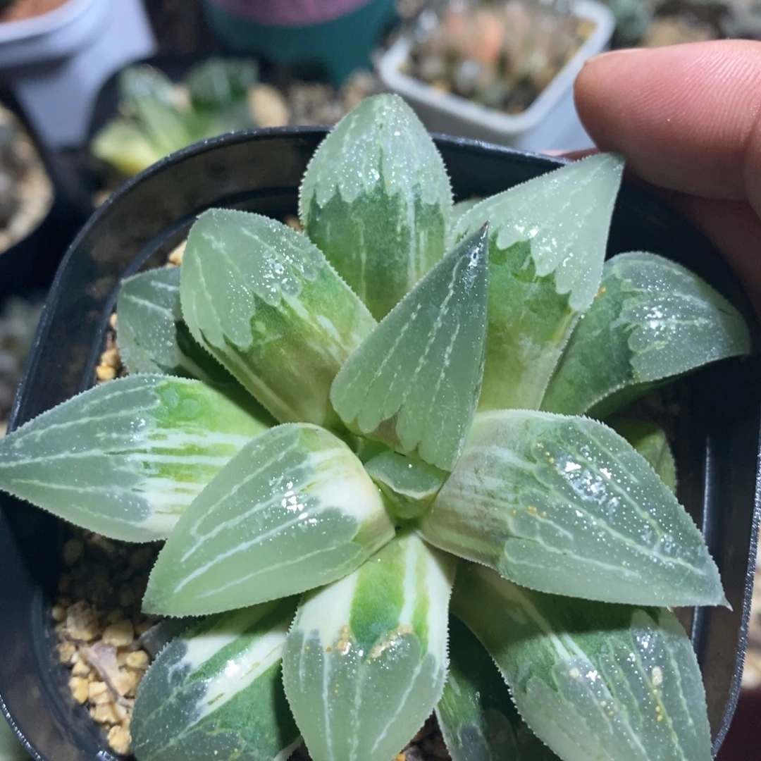 一颗实生磨面寿锦