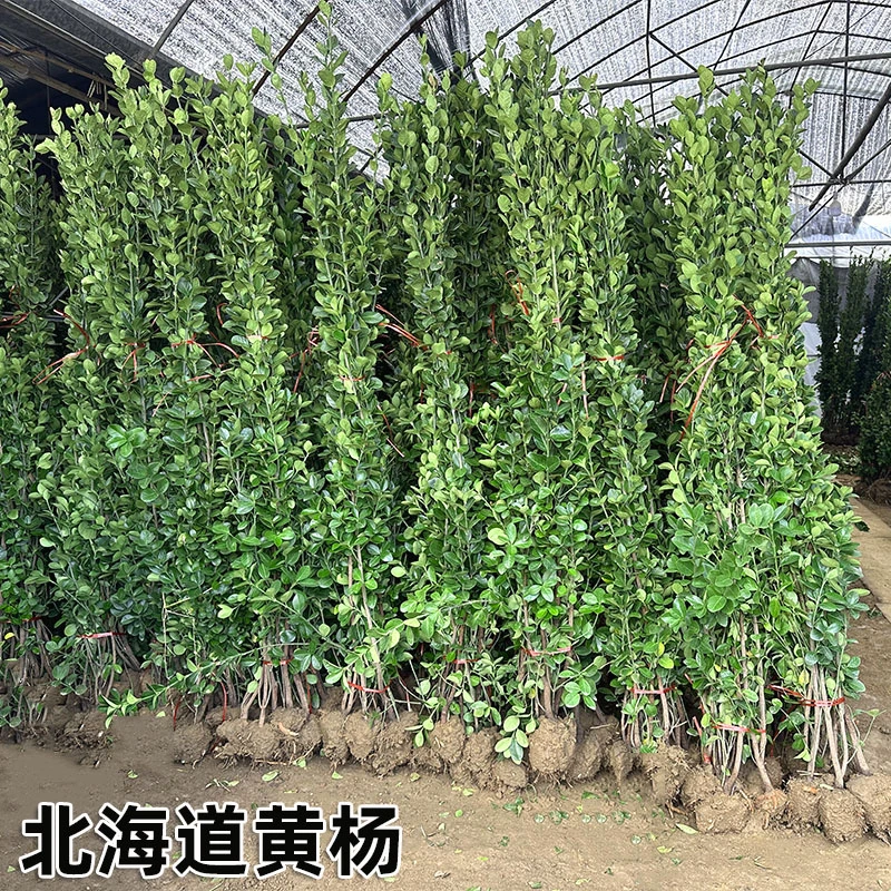 直立大叶冬青树苗庭院绿化围墙篱笆四季常青