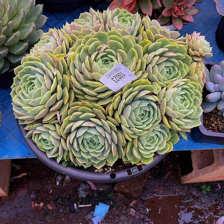 甜***甜   昂斯诺多肉10023