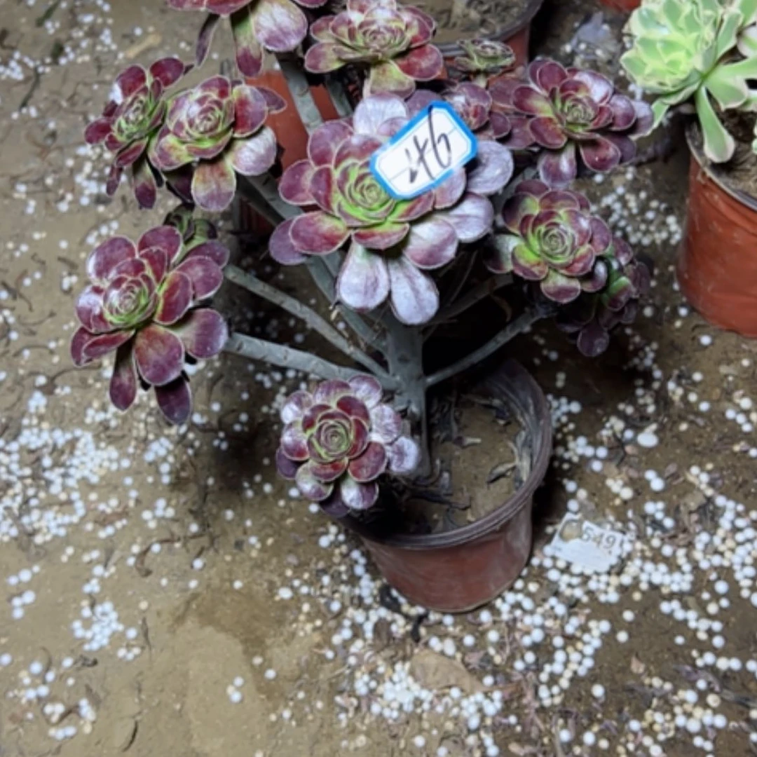 【闪购商品】芳*?断枝不包46