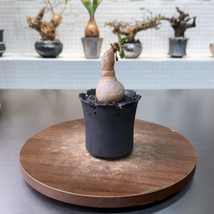 樱花大戟一物一拍